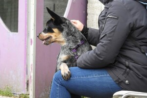 Soran Bart: prive puppycurcus