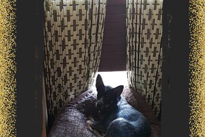 Australian cattle dogs