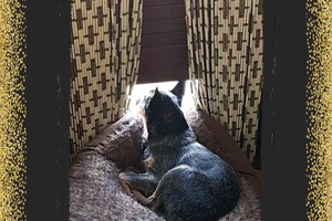 Australian cattle dogs