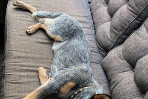 Cato (Kaninchen teckel korthaar)