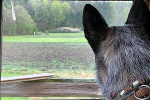 Abby Lavie: Duitsland reeën kijken