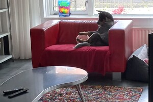 Ava Kira: 's Gravenzande