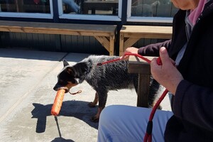 Ava Kira: KONG Training Dummy