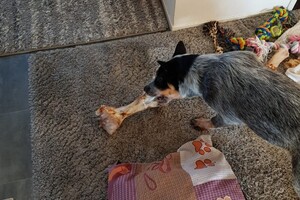 18 mei. ' Gravenzande