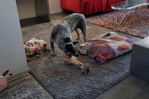 18 mei. ' Gravenzande