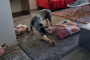 18 mei. ' Gravenzande