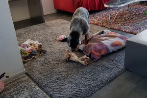 18 mei. ' Gravenzande