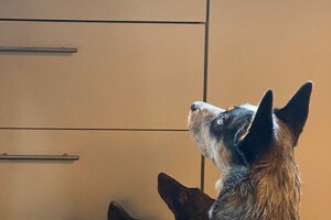 Abby Lavie: kijken in de keuken