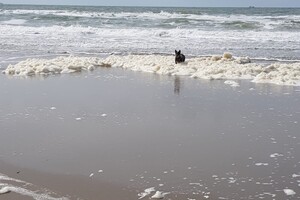 18 mei. ' Gravenzande