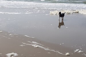 18 mei. ' Gravenzande