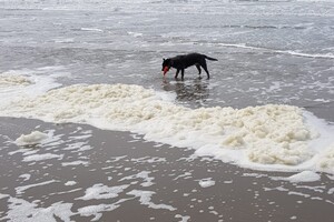 18 mei. ' Gravenzande