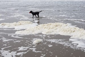 18 mei. ' Gravenzande