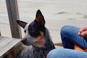 18 mei. ' Gravenzande