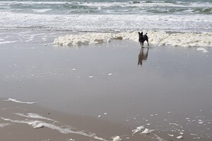 18 mei. ' Gravenzande