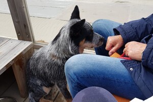 18 mei. ' Gravenzande