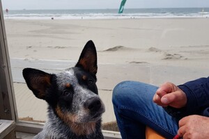 18 mei. ' Gravenzande