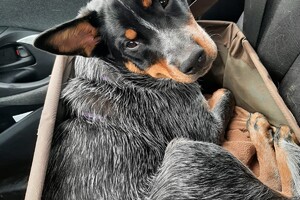 Soran Bart: ABC curcus