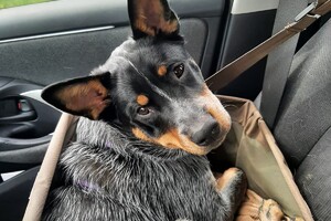 Soran Bart: ABC curcus