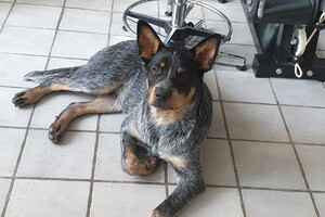 Soran Bart: ABC curcus