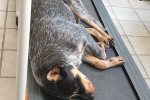 Soran Bart: ABC curcus