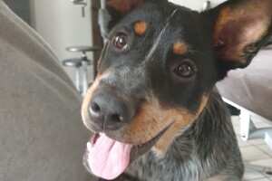 Soran Bart: ABC curcus