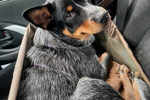 Soran Bart: ABC curcus