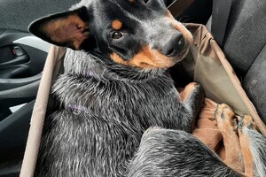 Soran Bart: ABC curcus