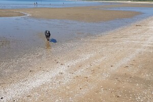 Ava Kira: dagje aan strand