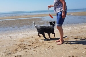 Ava Kira: KONG Training Dummy