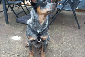 Ava Kira: Hondentuigje/halsband