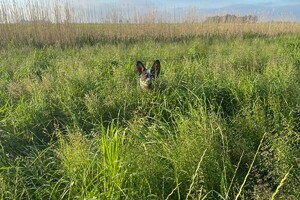 Abby Lavie: veld verstoren