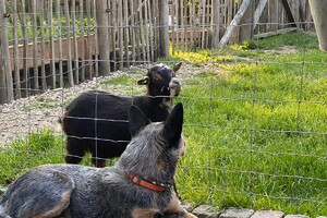 Abby, heeft een nieuw vriendje: Mokka.