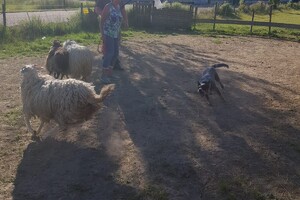 Ava Kira: schapen drijven les 5