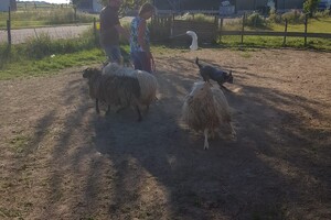 Ava Kira: schapen drijven les 5