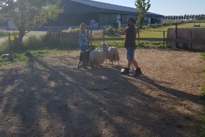 Ava Kira: schapen drijven les 5