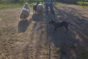 Ava Kira: schapen drijven les 5