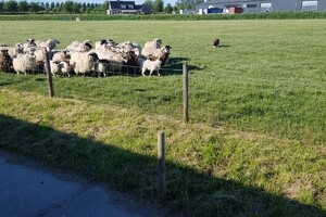 Zo moet ze het leren