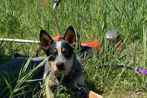 Abby Lavie: te water