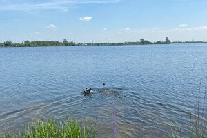 Abby Lavie: te water