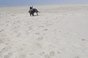 Ava Kira: Hondenstrand 's Gravenzande