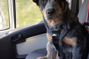 Yada, voor in de auto