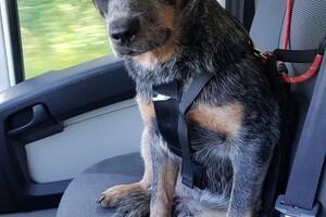 Yada, voor in de auto