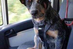 Yada, voor in de auto