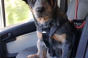 Yada, voor in de auto