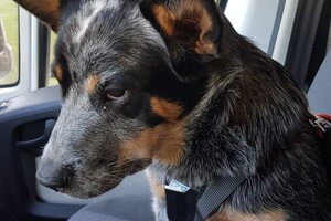 Yada, voor in de auto