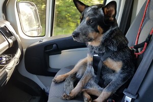 Yada, voor in de auto