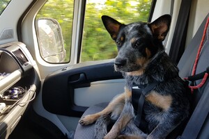 Yada, voor in de auto