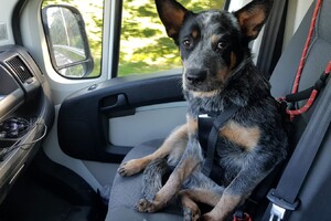 Yada, voor in de auto