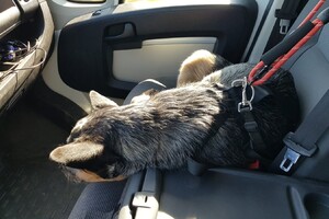 Yada, voor in de auto