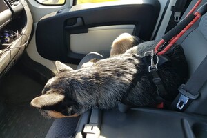 Yada, voor in de auto